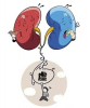 肾合胶囊：补肾的正确打开方式